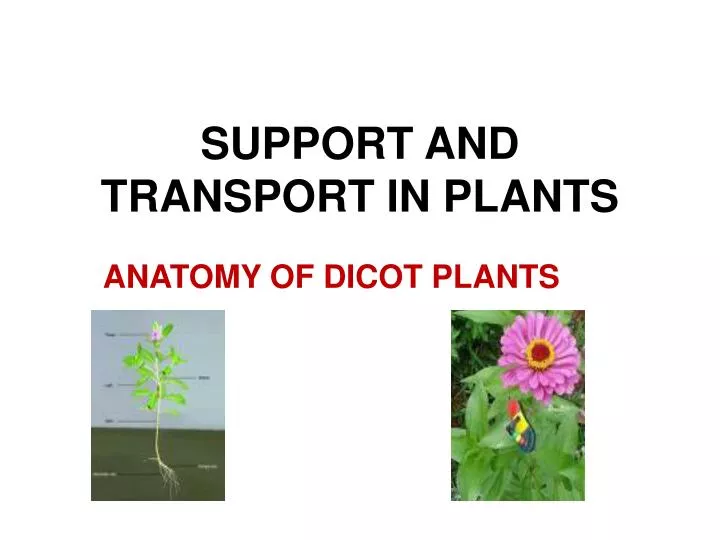 support and transport in plants