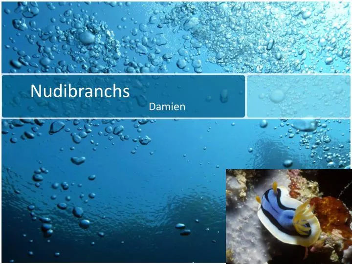 nudibranchs