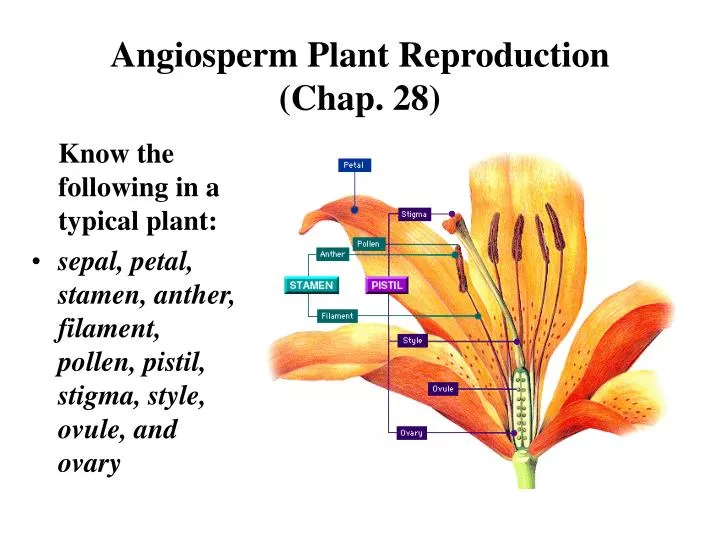 angiosperm plant reproduction chap 28