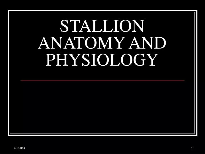 stallion anatomy and physiology