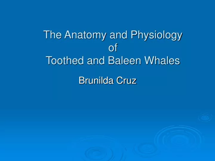 the anatomy and physiology of toothed and baleen whales