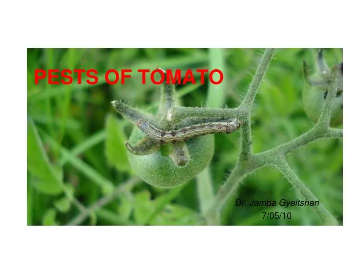 pests of tomato