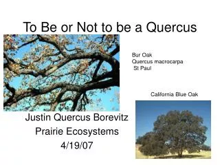 To Be or Not to be a Quercus