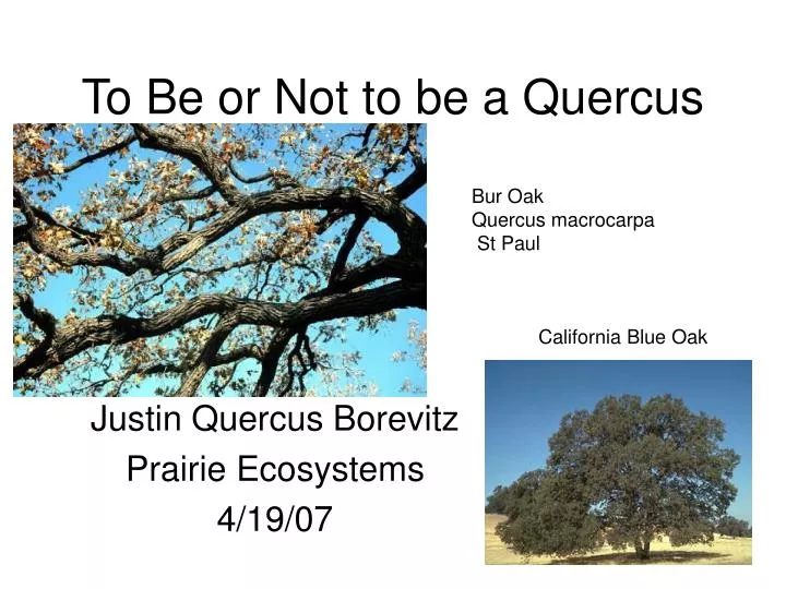to be or not to be a quercus