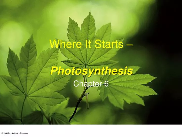 where it starts photosynthesis