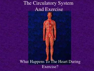 The Circulatory System And Exercise