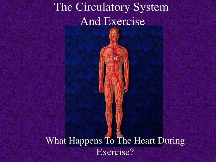 the circulatory system and exercise