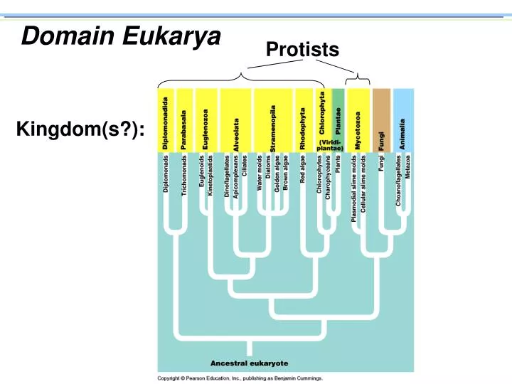 domain eukarya