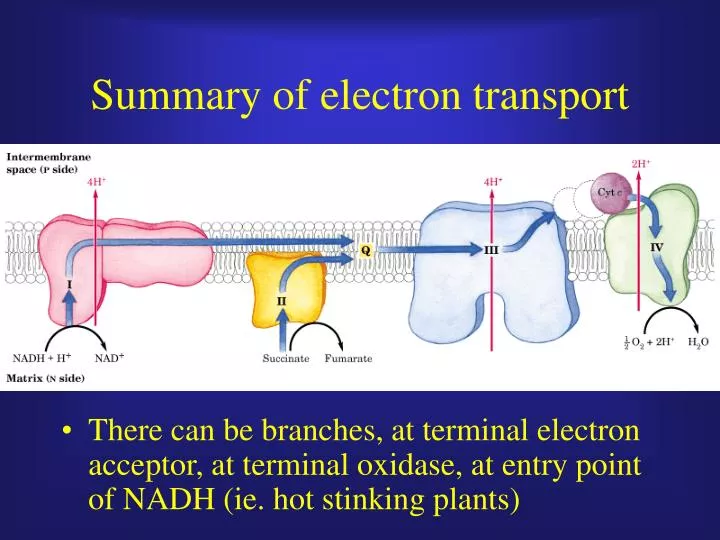 summary of electron transport