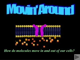 How do molecules move in and out of our cells?