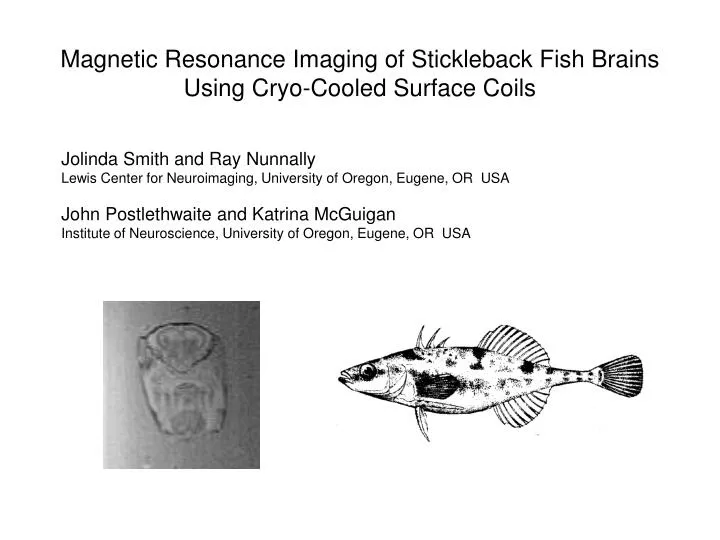 magnetic resonance imaging of stickleback fish brains using cryo cooled surface coils