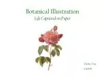 Botanical Illustration - slide 1