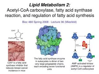 Lipid Metabolism 2: Acetyl-CoA carboxylase, fatty acid synthase reaction, and regulation of fatty acid synthesis