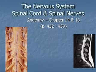 The Nervous System Spinal Cord &amp; Spinal Nerves