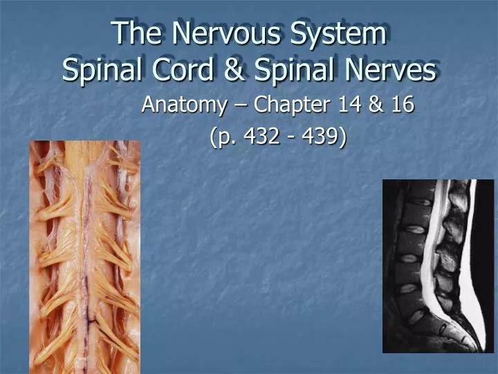the nervous system spinal cord spinal nerves