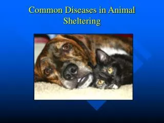 Common Diseases in Animal Sheltering