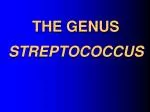 THE GENUS STREPTOCOCCUS - slide 1