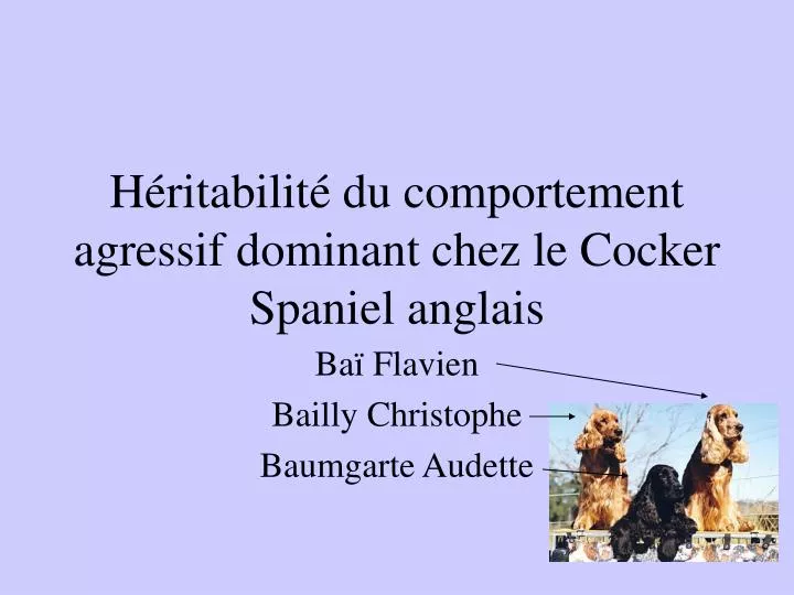 h ritabilit du comportement agressif dominant chez le cocker spaniel anglais