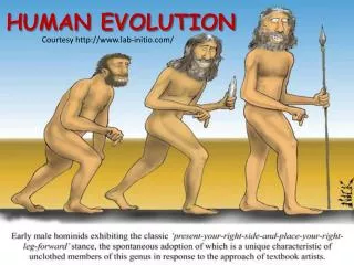 HUMAN EVOLUTION