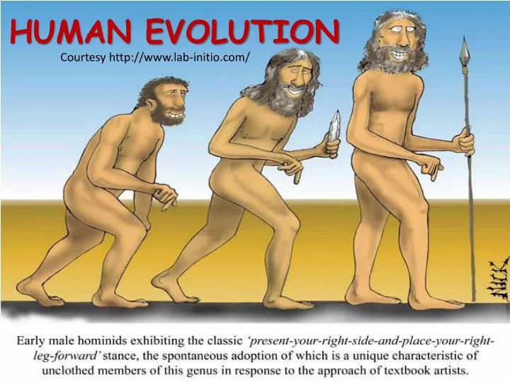 human evolution