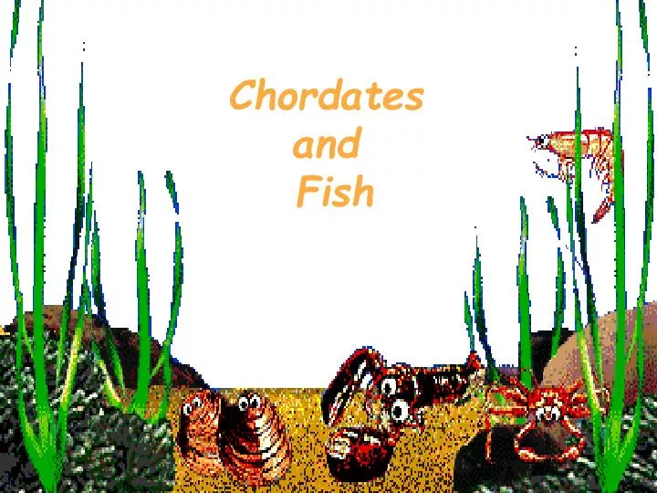 chordates and fish