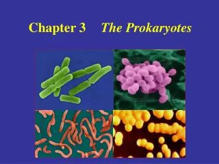 Chapter 3 The Prokaryotes