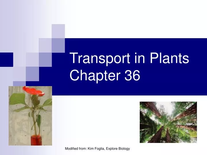 transport in plants chapter 36