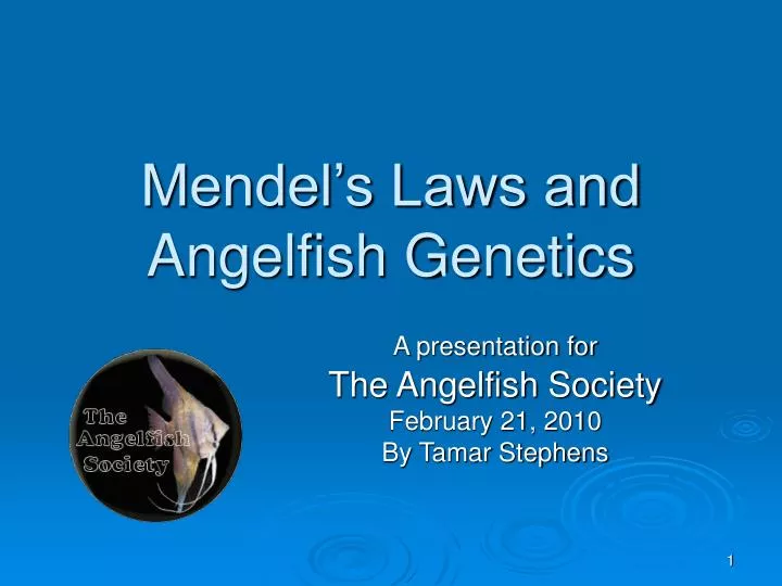 mendel s laws and angelfish genetics