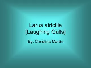 Larus atricilla [Laughing Gulls]