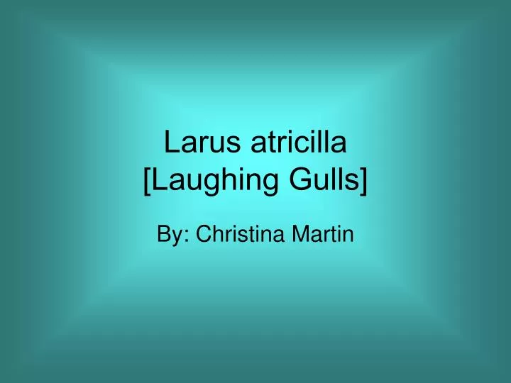 larus atricilla laughing gulls