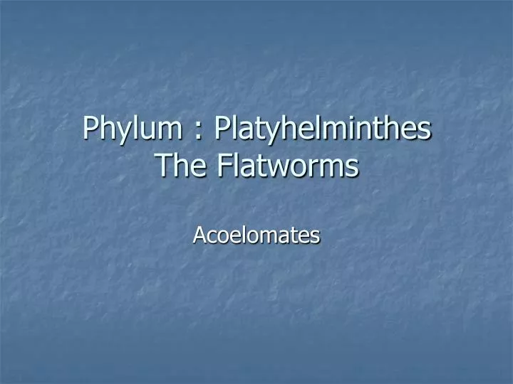 phylum platyhelminthes the flatworms