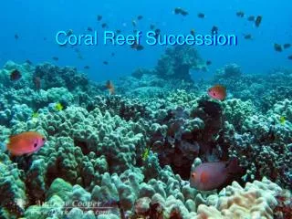Coral Reef Succession