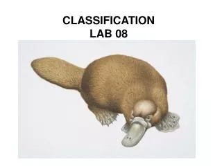 CLASSIFICATION LAB 08