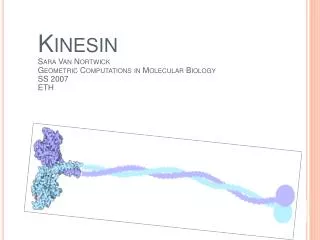 Kinesin Sara Van Nortwick Geometric Computations in Molecular Biology SS 2007 ETH