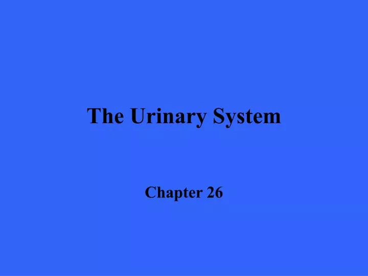 the urinary system