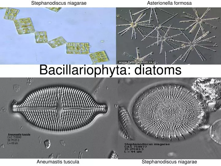 bacillariophyta diatoms
