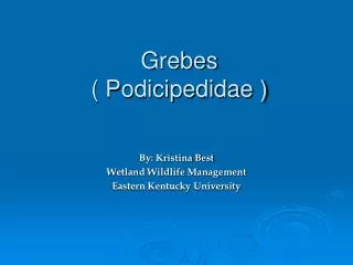 Grebes ( Podicipedidae )