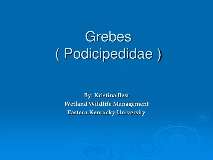 grebes podicipedidae
