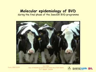 Molecular epidemiology of BVD during the final phase of the Swedish BVD-programme