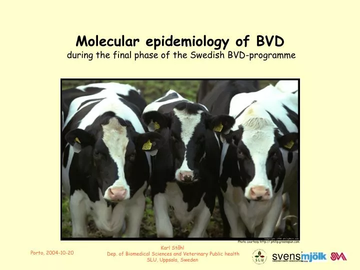 molecular epidemiology of bvd during the final phase of the swedish bvd programme