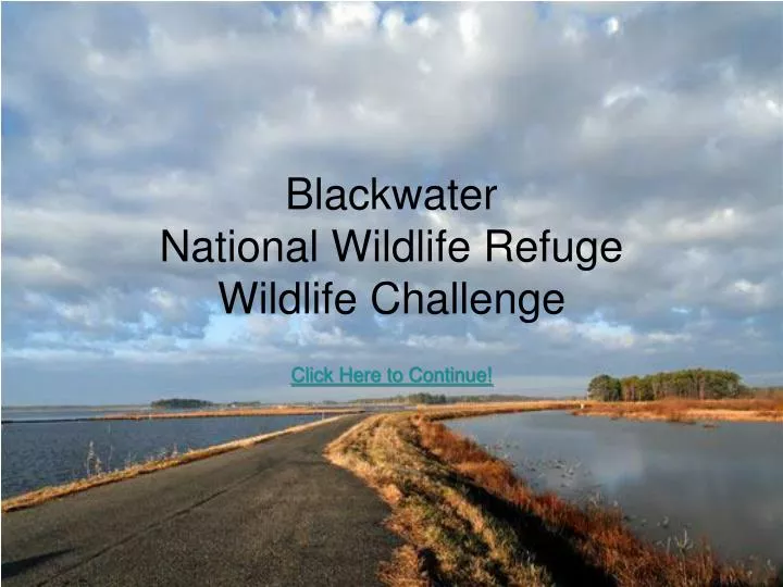 blackwater national wildlife refuge wildlife challenge