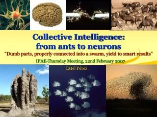 Collective Intelligence: from ants to neurons