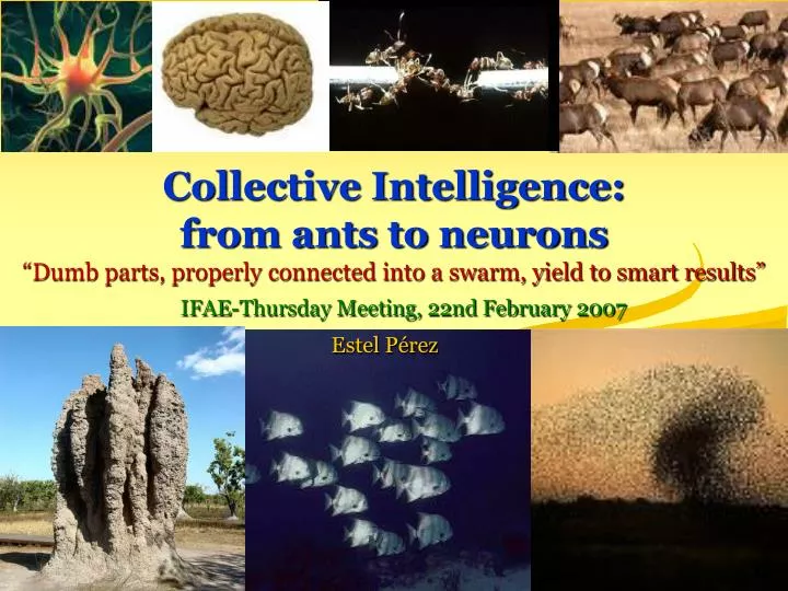 collective intelligence from ants to neurons