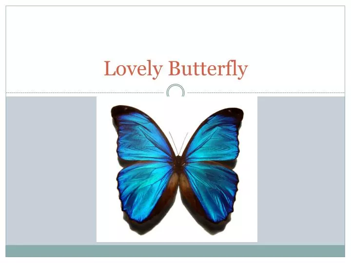 lovely butterfly