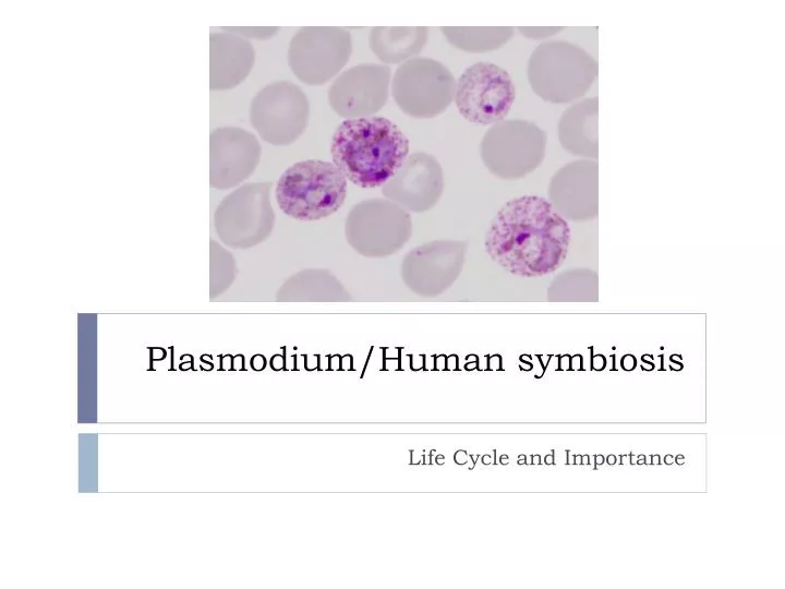 plasmodium human symbiosis