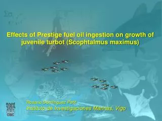 Effects of Prestige fuel oil ingestion on growth of juvenile turbot (Scophtalmus maximus)