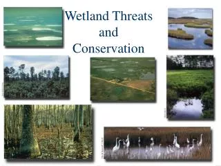 Wetland Threats and Conservation