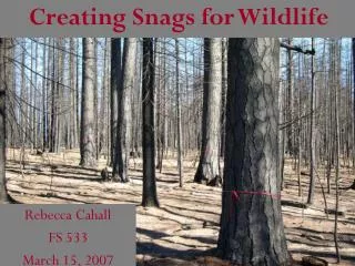 Creating Snags for Wildlife