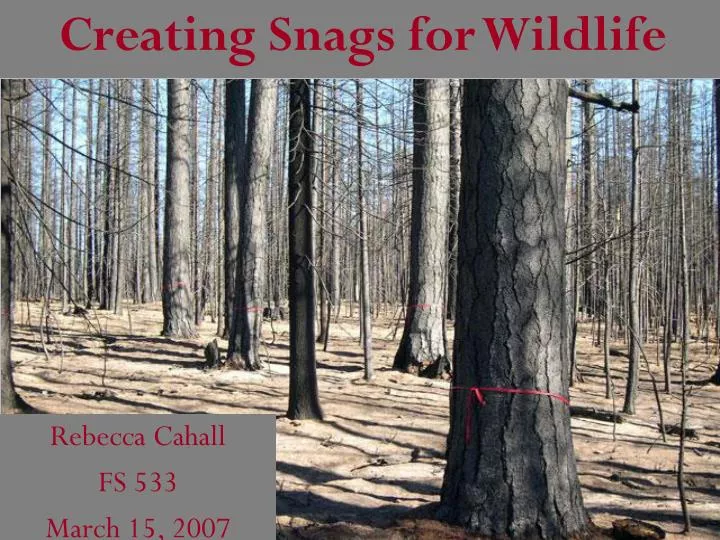 creating snags for wildlife