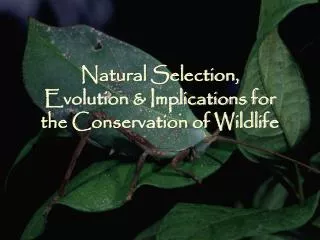 Natural Selection, Evolution &amp; Implications for the Conservation of Wildlife